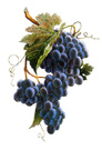Image Red Grape