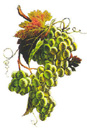 Image green grape
